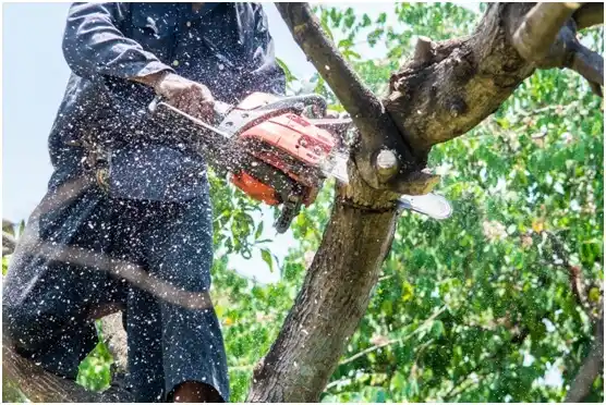 tree services Geneva